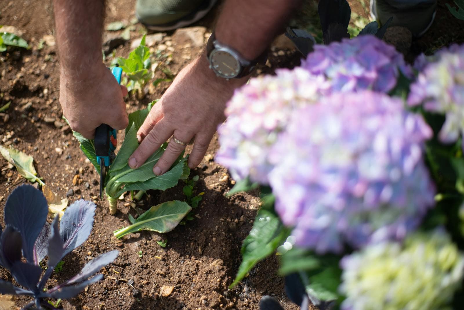 The August Flower Garden Reset for Tired Beds