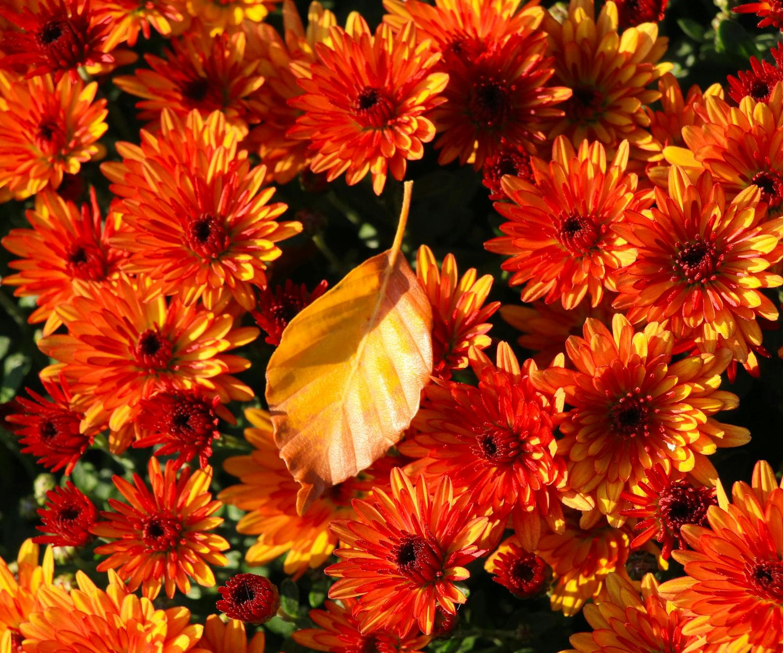 A Fall Container Refresh Without Wasting Good Plants
