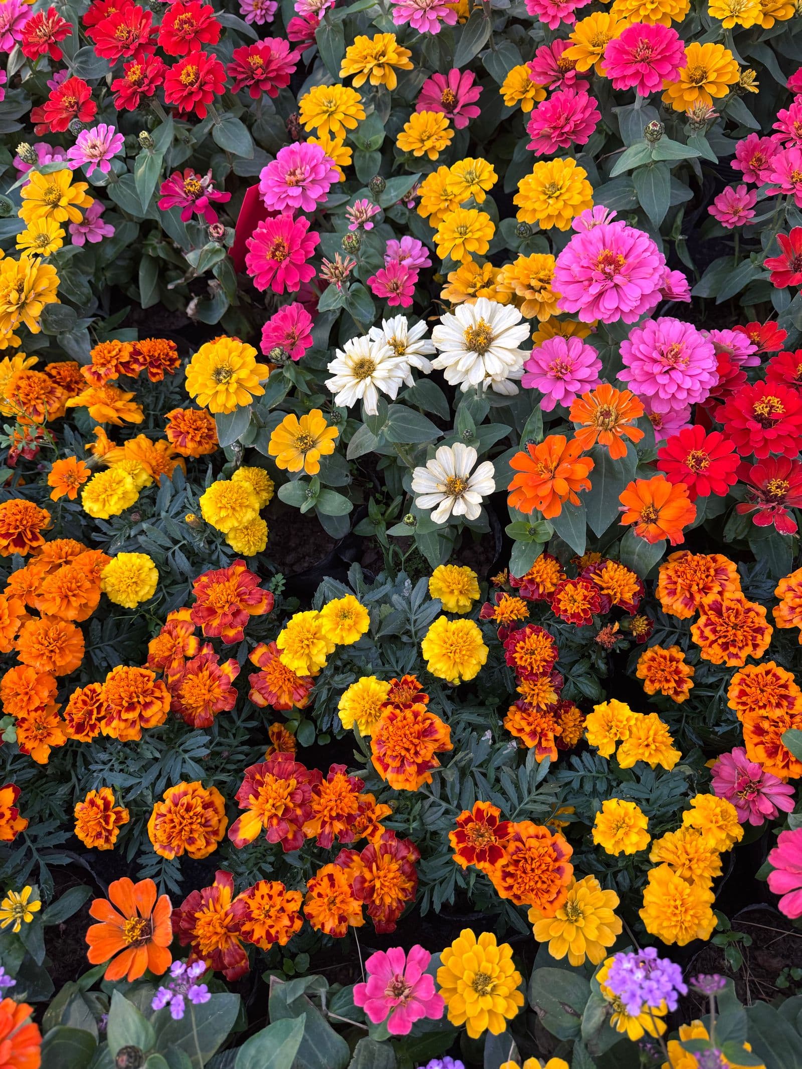 A welcoming flower garden border with colorful blooms