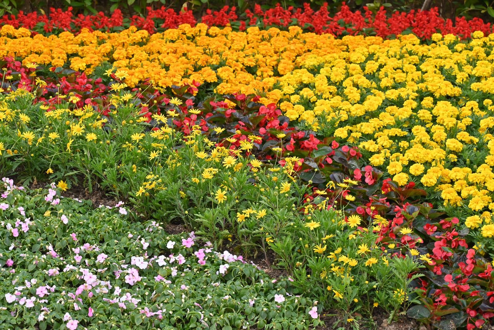 Flowers That Make a Small Yard Feel Generous