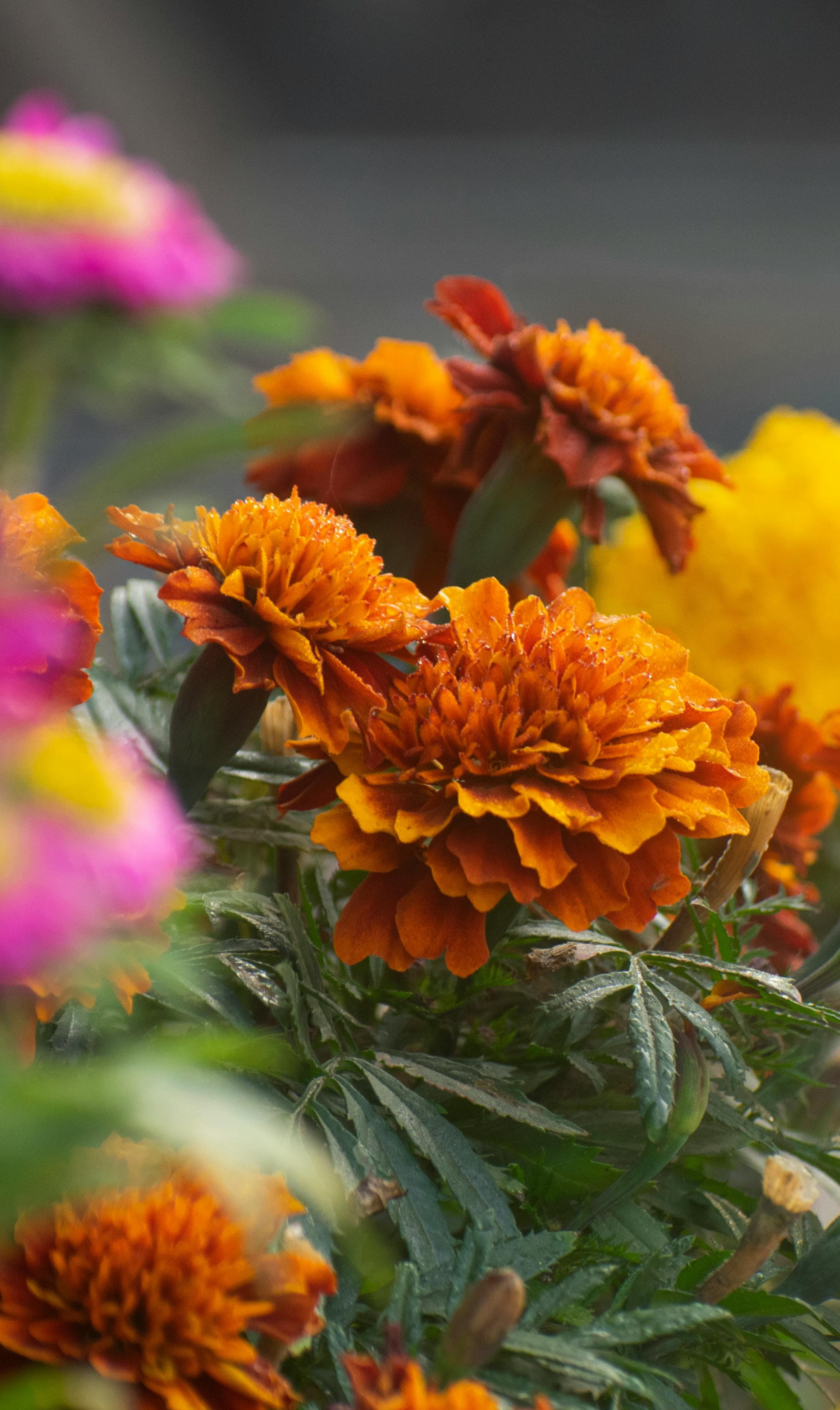 Orange marigolds with fresh blooms and developing buds