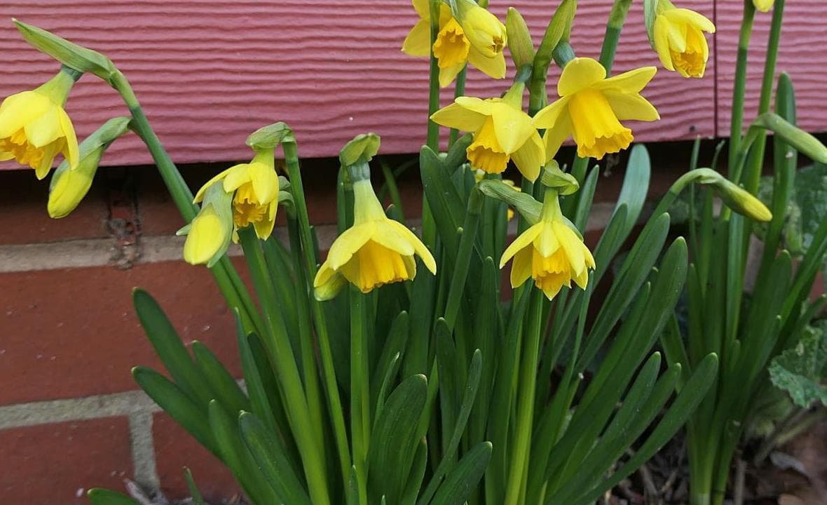 Yellow daffodils blooming in a spring garden bed