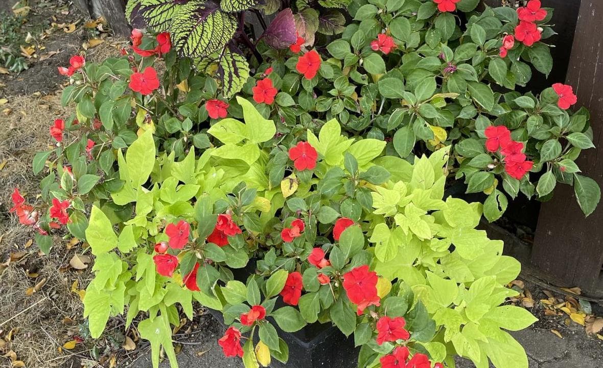 Bright foliage and red flowers filling a container planting