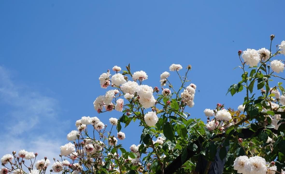 Soft flowering branches brightening a garden walk
