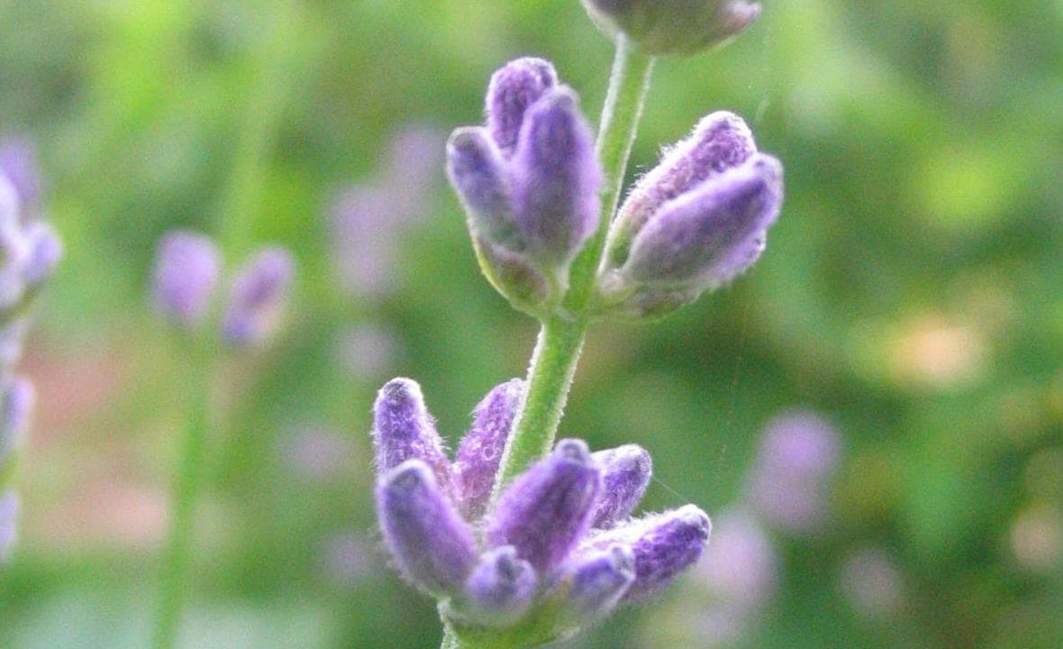 Soft lavender stems growing near a flower bed edge