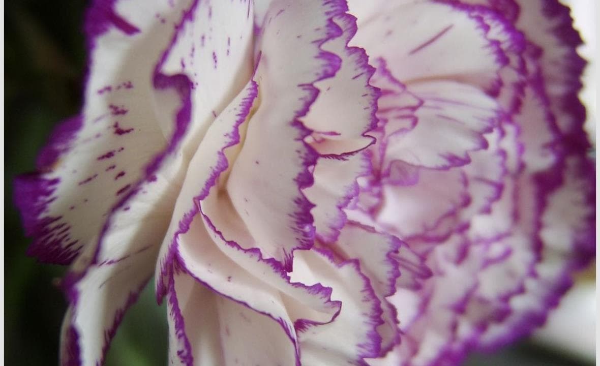 A close view of petals and flower texture for a small bouquet