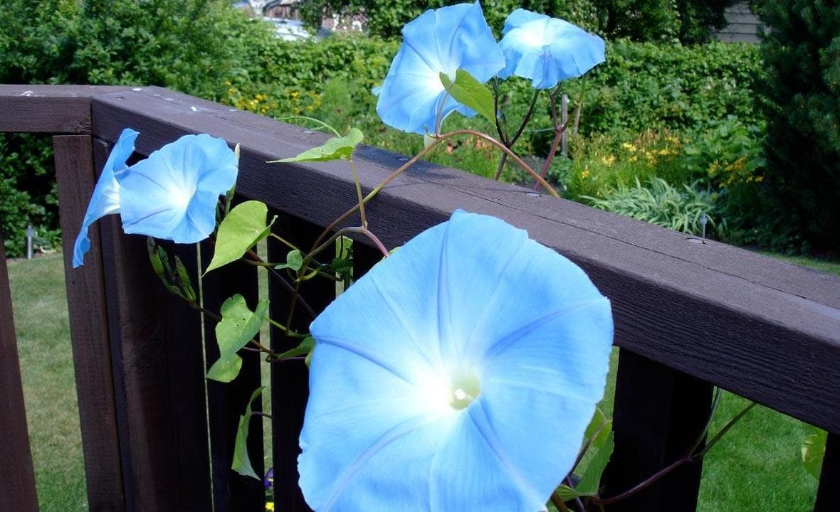 Blue summer flowers climbing near a garden rail