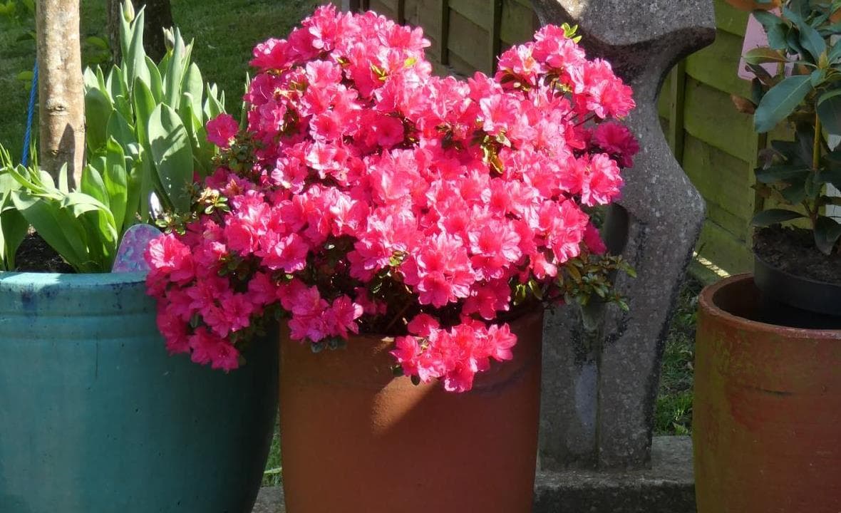Pink flowering pots arranged around an outdoor patio space