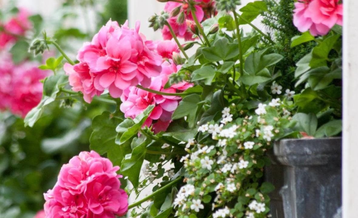 Pink flowers blooming close to a window box planting