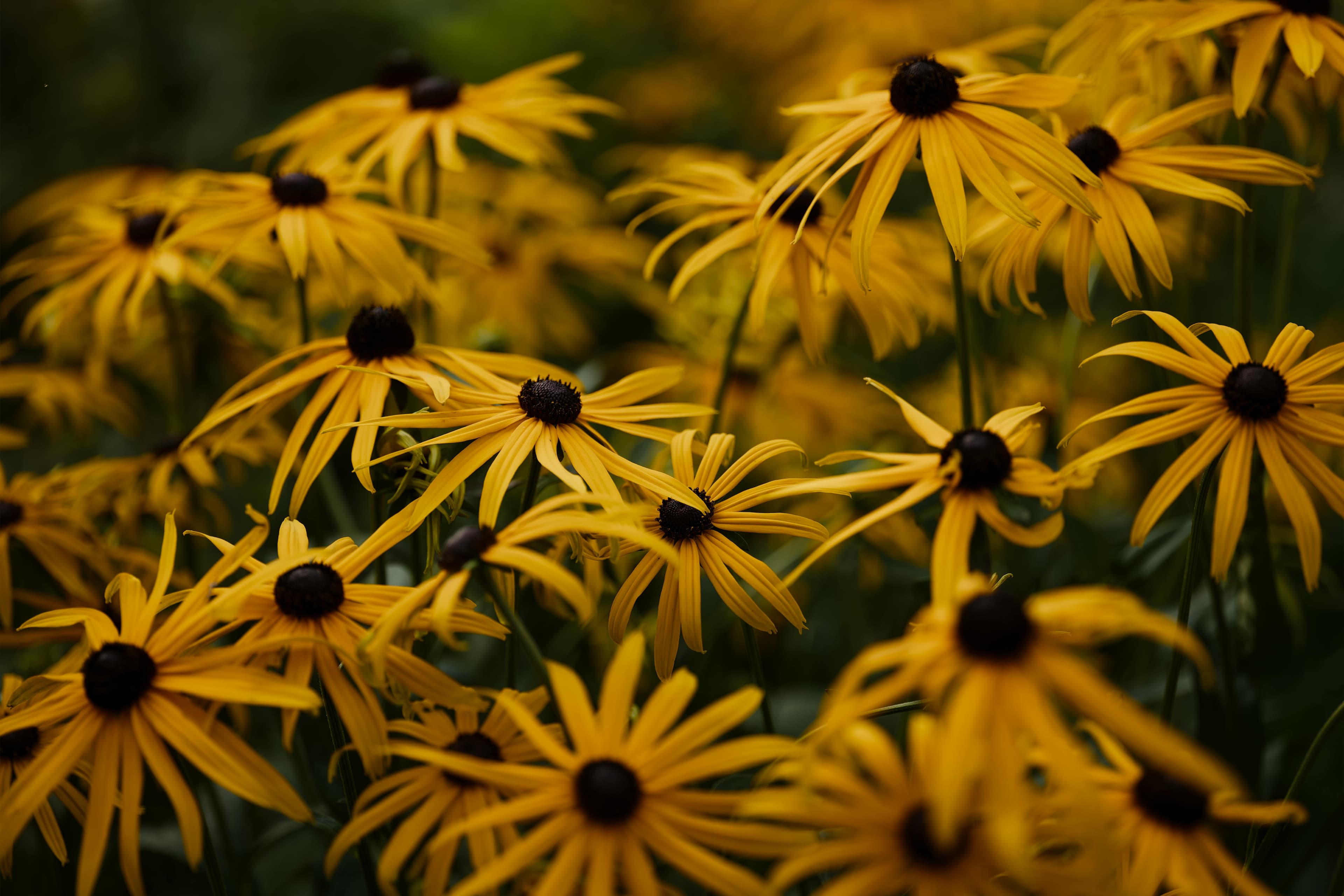A dense patch of black eyed Susan flowers in bloom