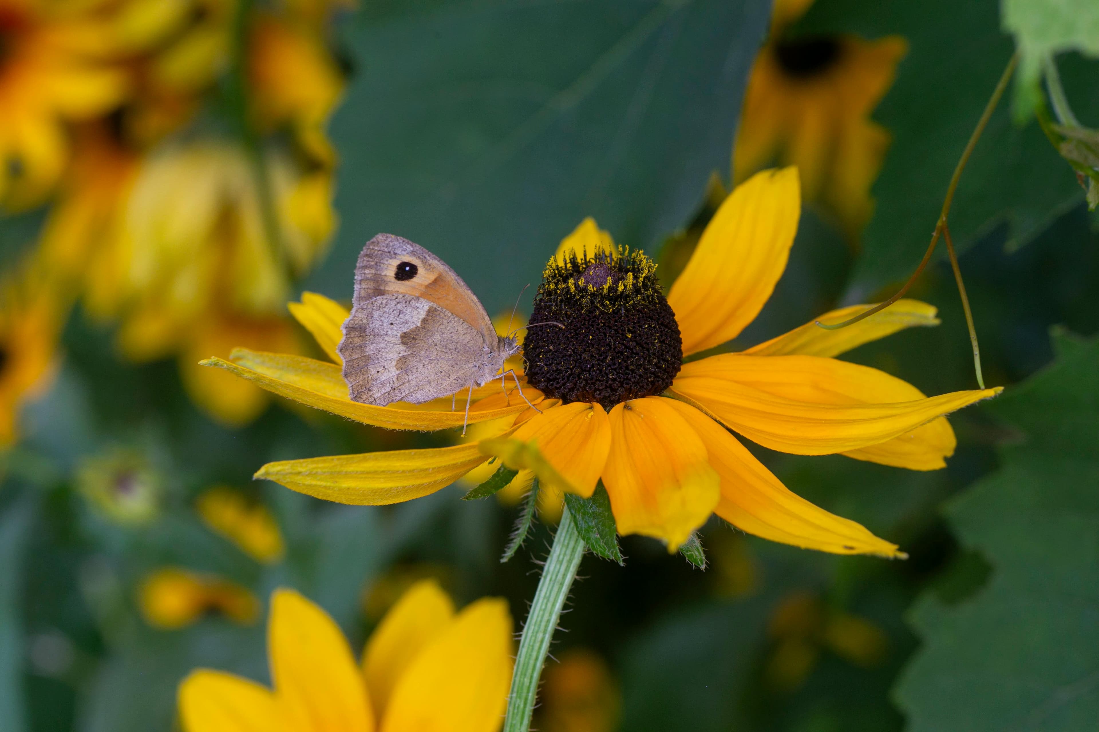 A butterfly feeding on a yellow black eyed Susan flower