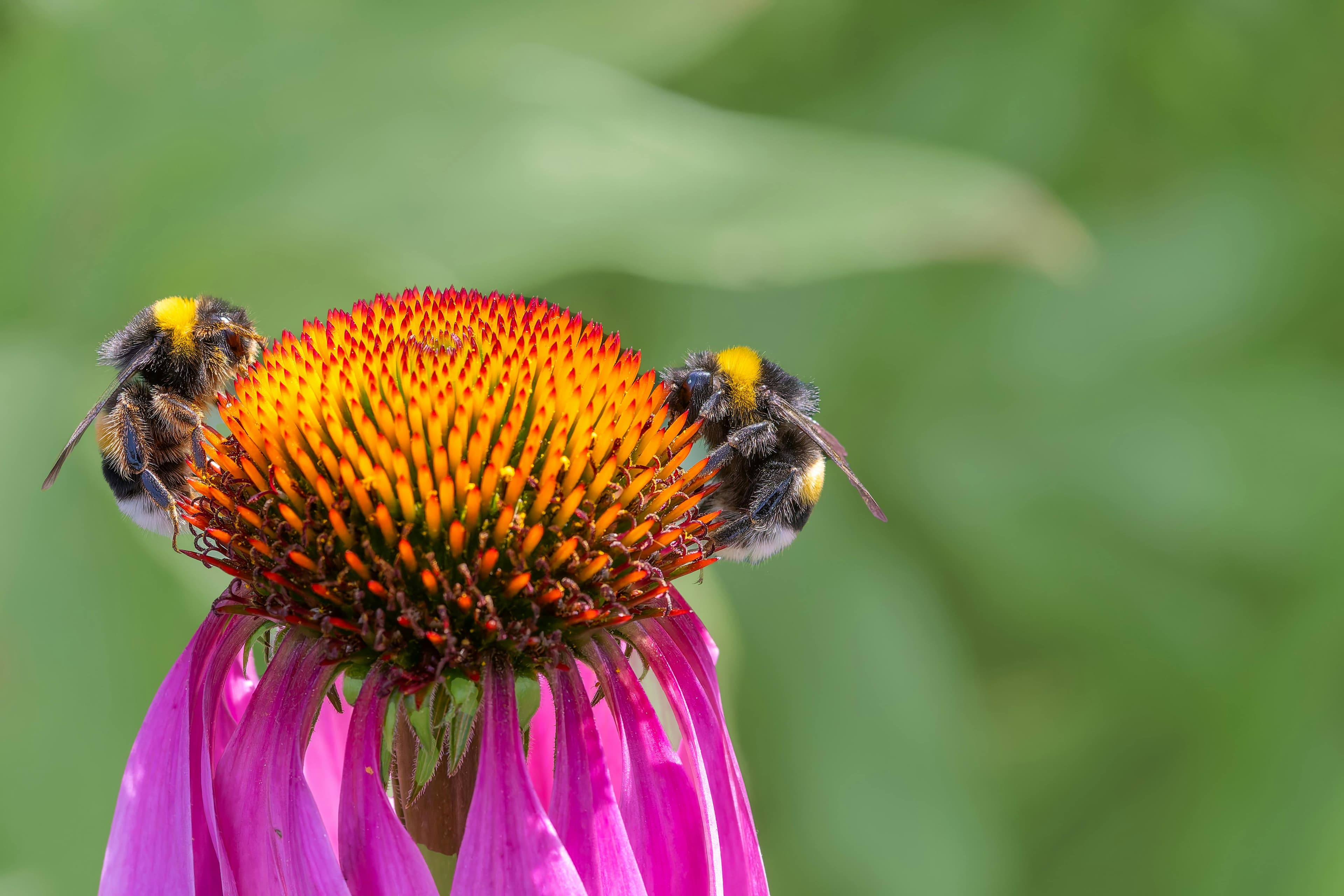 Two bumblebees feeding on a pink coneflower