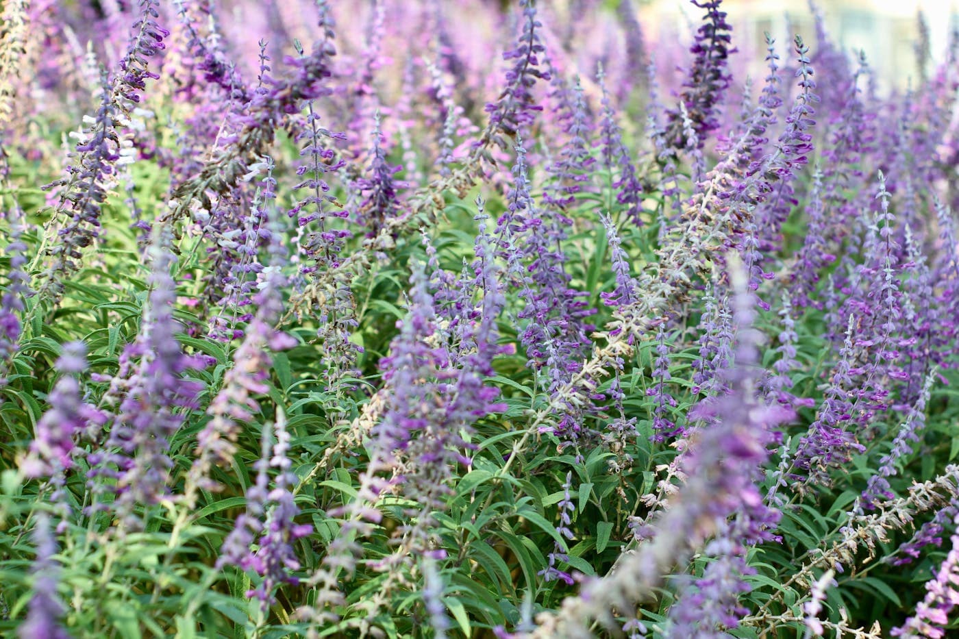 Purple salvia spikes repeated through a sunny planting