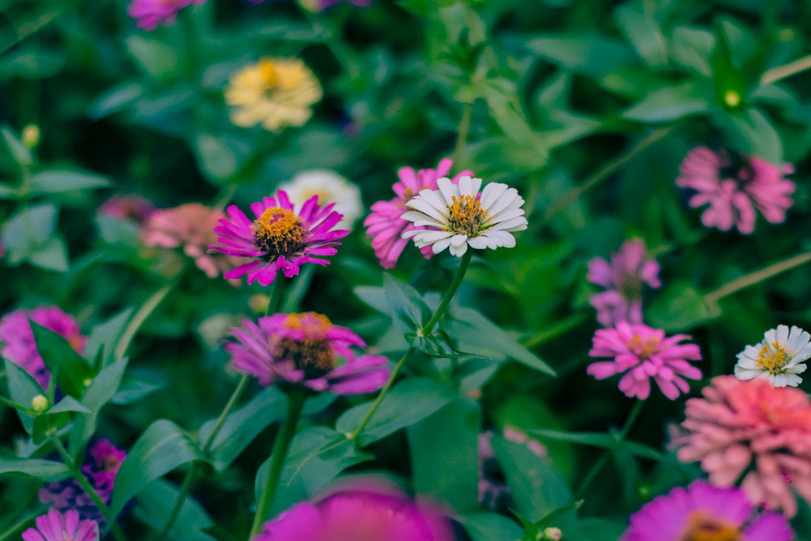 Long-Blooming Annuals for Impatient Gardeners