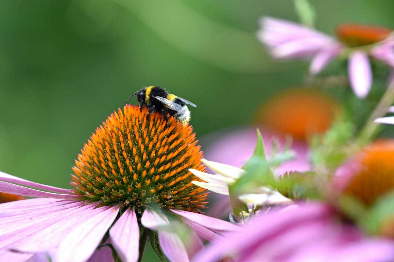 How to Plant a Pollinator Border That Still Looks Tidy