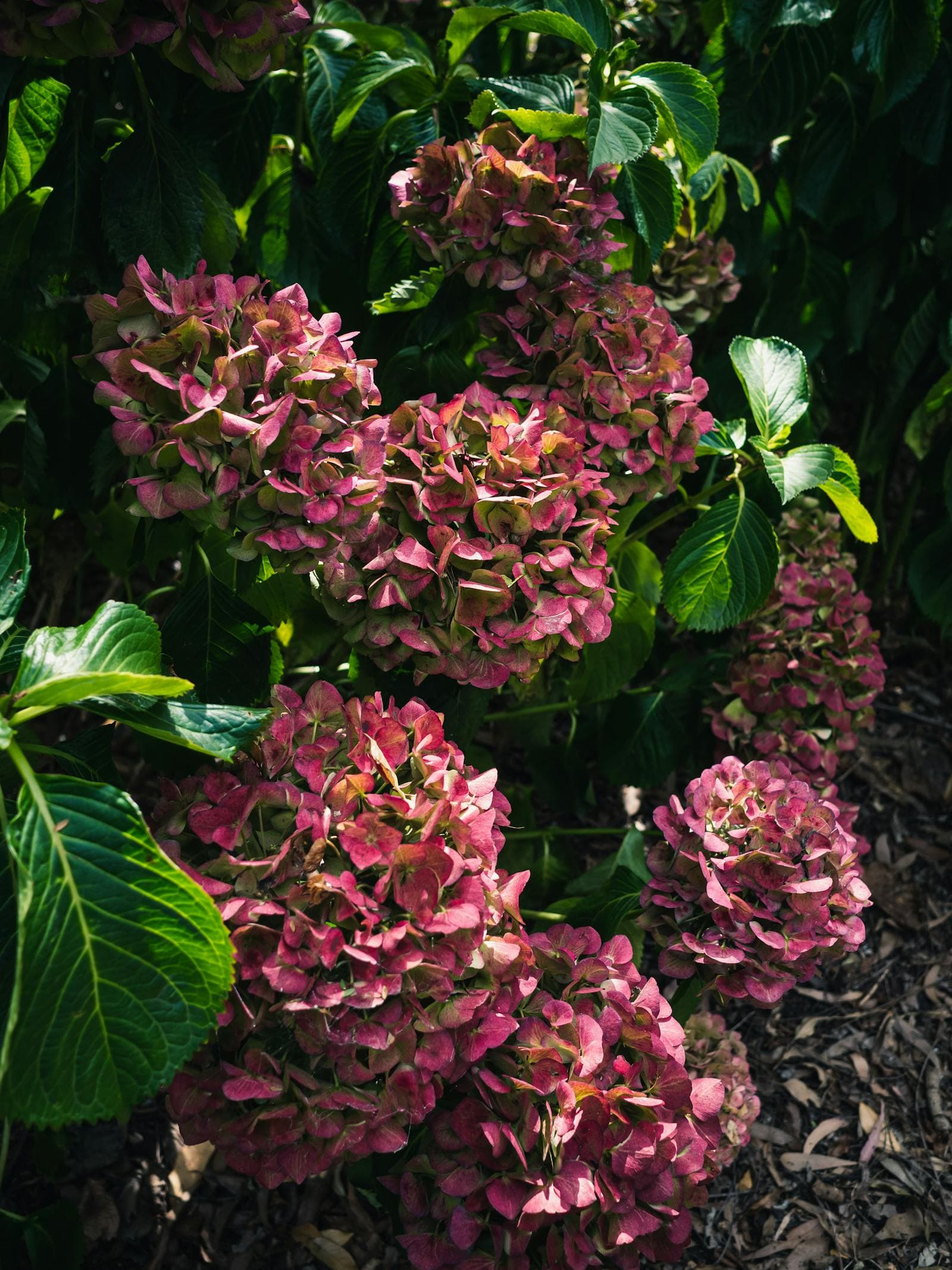 Small Shrubs That Give Flower Gardens Structure