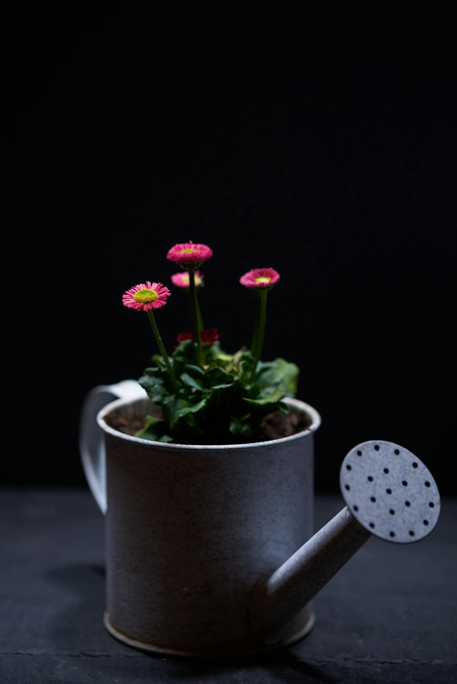 How to Water Flower Beds Without Wasting Water